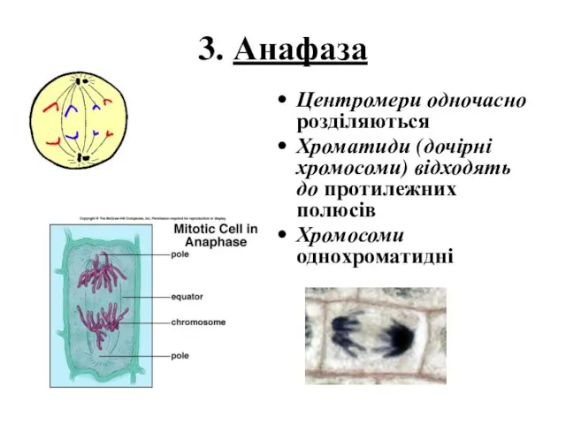 3. Анафаза Центромери одночасно розділяються Хроматиди (дочірні хромосоми) відходять до протилежних полюсів Хромосоми однохроматидні
