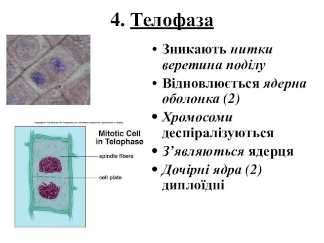 4. Телофаза Зникають нитки веретина поділу Відновлюється ядерна оболонка (2) Хромосоми деспіралізуються