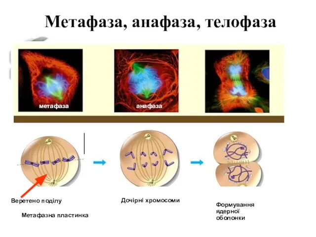 метафаза Метафазна пластинка Веретено поділу Дочірні хромосоми Формування ядерної оболонки анафаза Метафаза, анафаза, телофаза