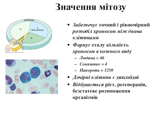 Значення мітозу Забезпечує точний і рівномірний розподіл хромосом між двома клітинами Формує