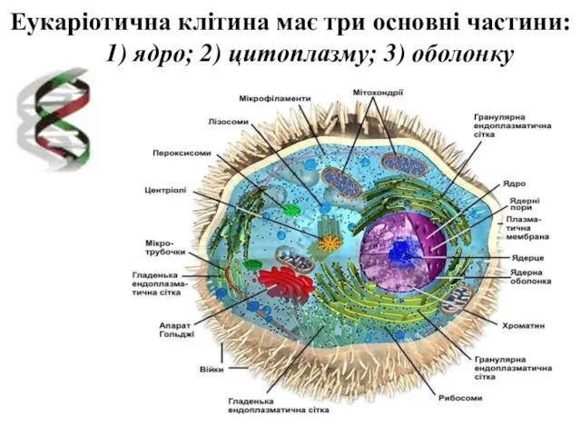 Еукаріотична клітина має три основні частини: 1) ядро; 2) цитоплазму; 3) оболонку