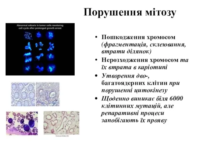 Порушення мітозу Пошкодження хромосом (фрагментація, склеювання, втрати ділянок) Нерозходження хромосом та їх