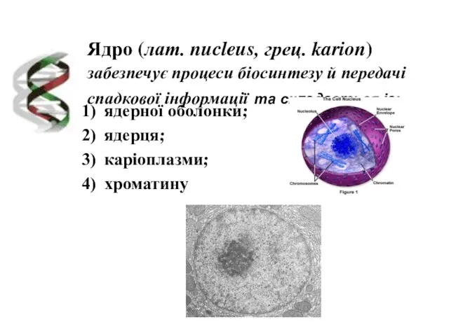 Ядро (лат. nucleus, грец. karion) забезпечує процеси біосинтезу й передачі спадкової інформації