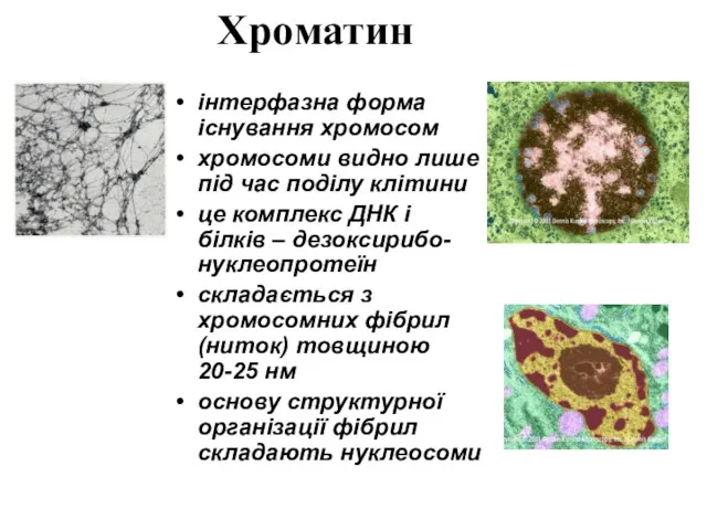 Хроматин інтерфазна форма існування хромосом хромосоми видно лише під час поділу клітини