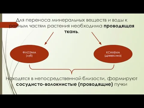 Для переноса минеральных веществ и воды к разным частям растения необходима проводящая