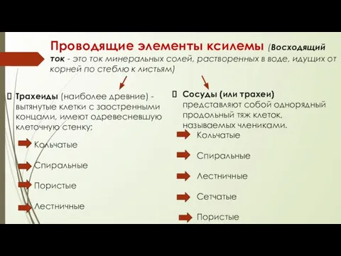 Проводящие элементы ксилемы (Восходящий ток - это ток минеральных солей, растворенных в