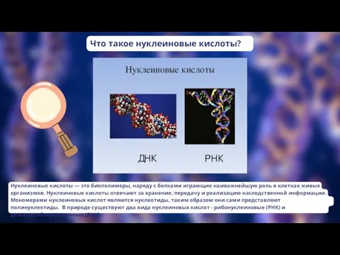 Что такое нуклеиновые кислоты? Нуклеиновые кислоты — это биополимеры, наряду с белками