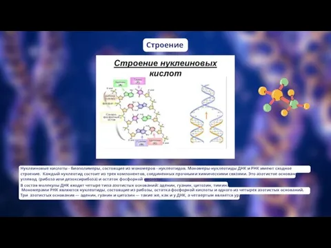 Строение Нуклеиновые кислоты - биополимеры, состоящие из мономеров - нуклеотидов. Мономеры-нуклеотиды ДНК