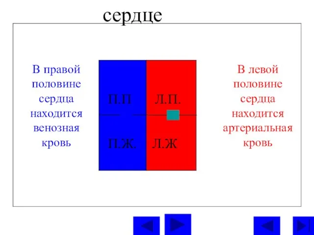 сердце П.П Л.П. П.Ж. Л.Ж В левой половине сердца находится артериальная кровь