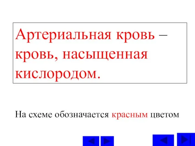 Артериальная кровь – кровь, насыщенная кислородом. На схеме обозначается красным цветом