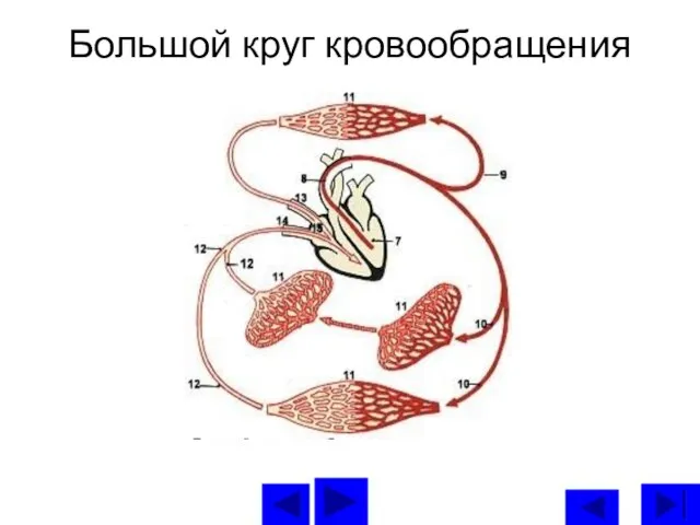 Большой круг кровообращения