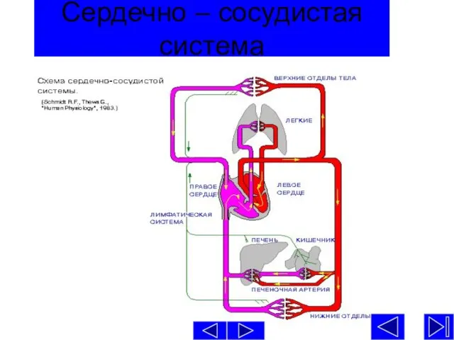 Сердечно – сосудистая система