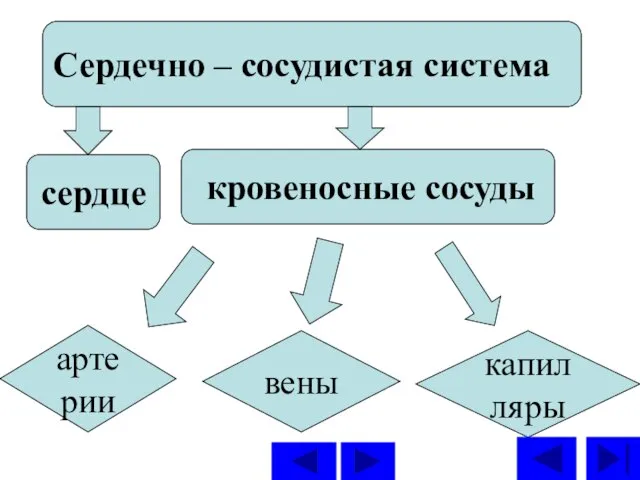 сердце кровеносные сосуды Сердечно – сосудистая система артерии вены капилляры