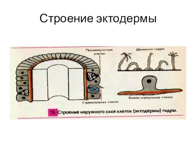 Строение эктодермы