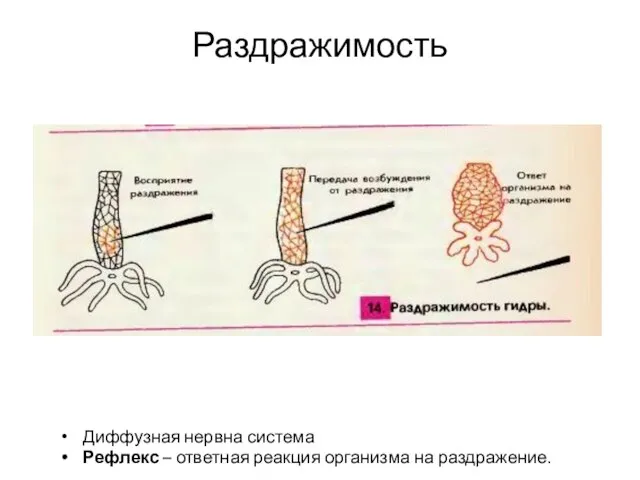 Раздражимость Диффузная нервна система Рефлекс – ответная реакция организма на раздражение.