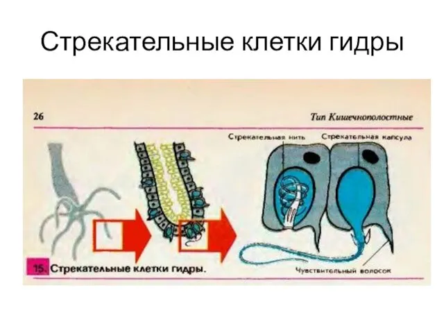 Стрекательные клетки гидры