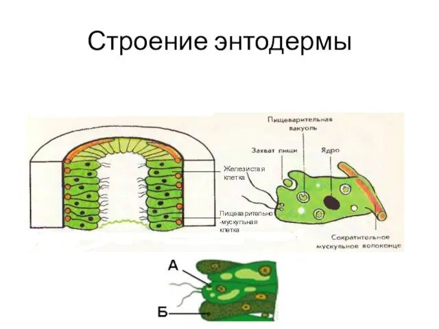 Строение энтодермы Железистая клетка Пищеварительно-мускульная клетка _________ _________