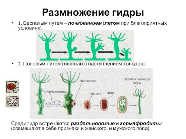 Размножение гидры 1. Бесполым путем – почкованием (летом при благоприятных условиях). 2.