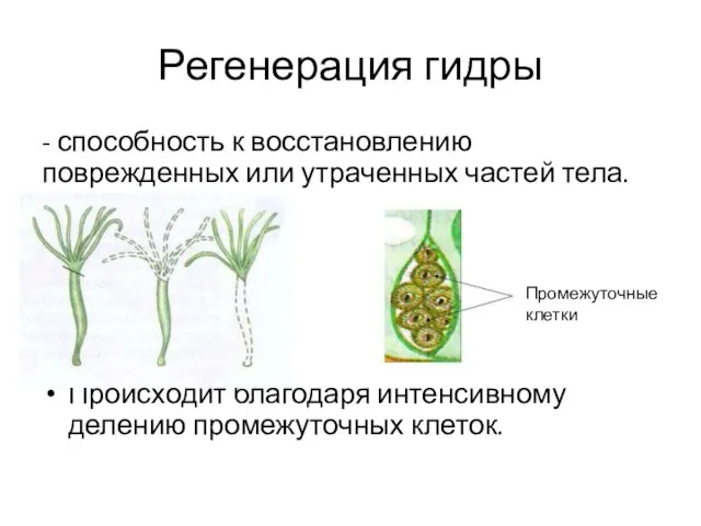 Регенерация гидры - способность к восстановлению поврежденных или утраченных частей тела. Происходит