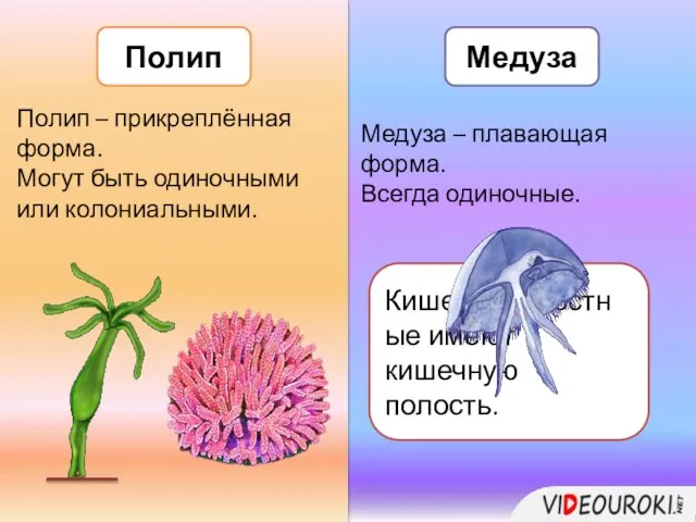 Полип Медуза Полип – прикреплённая форма. Могут быть одиночными или колониальными. Медуза