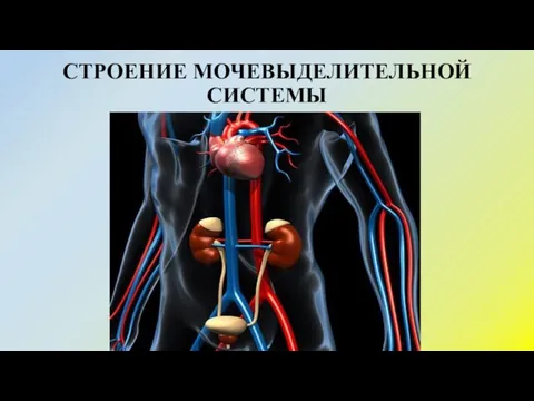 СТРОЕНИЕ МОЧЕВЫДЕЛИТЕЛЬНОЙ СИСТЕМЫ