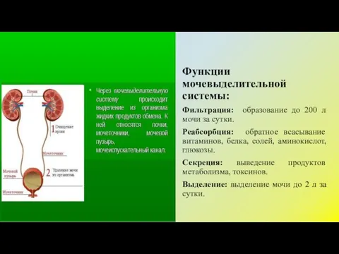 Функции мочевыделительной системы: Фильтрация: образование до 200 л мочи за сутки. Реабсорбция: