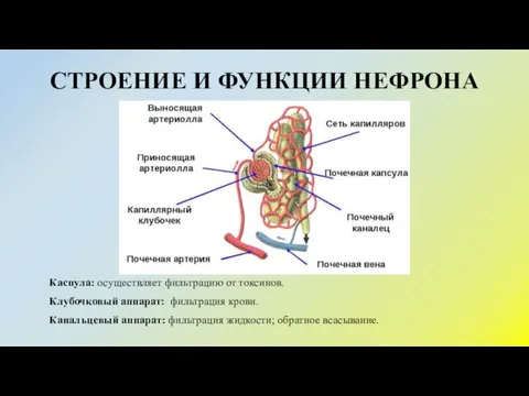 СТРОЕНИЕ И ФУНКЦИИ НЕФРОНА Каспула: осуществляет фильтрацию от токсинов. Клубочковый аппарат: фильтрация