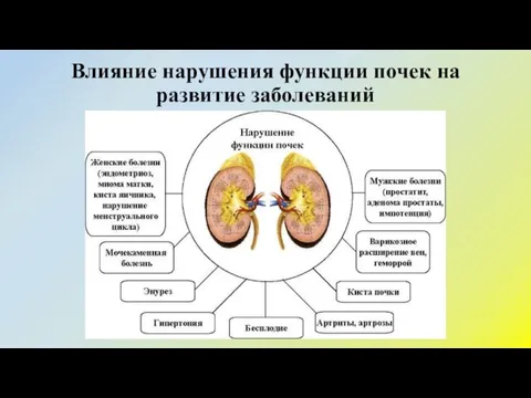 Влияние нарушения функции почек на развитие заболеваний