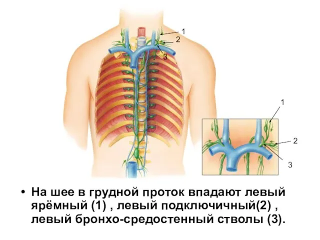 На шее в грудной проток впадают левый ярёмный (1) , левый подключичный(2)