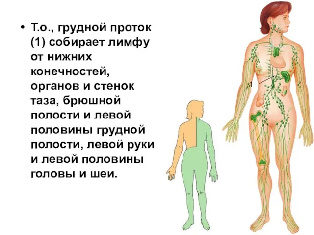 Т.о., грудной проток (1) собирает лимфу от нижних конечностей, органов и стенок