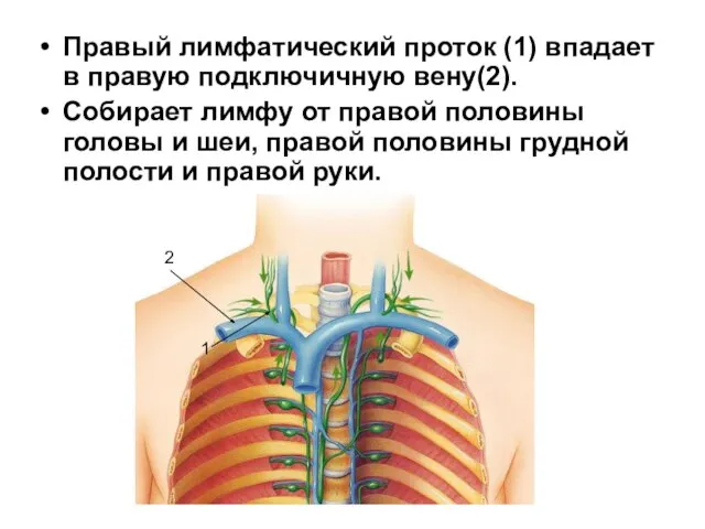 Правый лимфатический проток (1) впадает в правую подключичную вену(2). Собирает лимфу от
