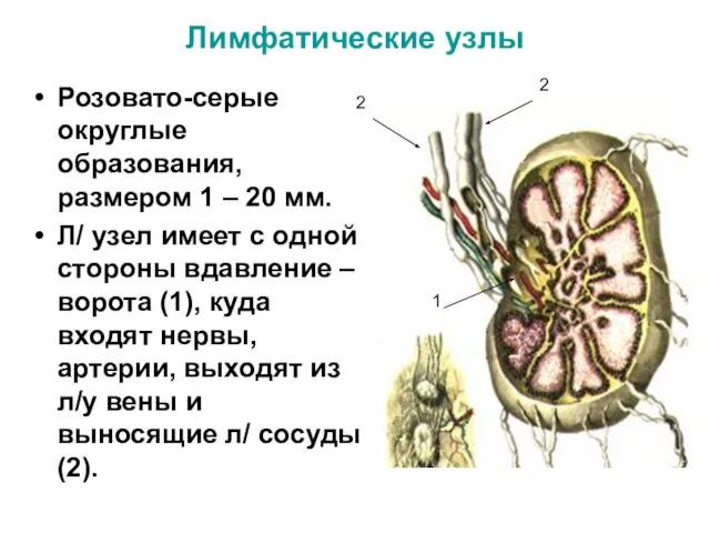 Лимфатические узлы Розовато-серые округлые образования, размером 1 – 20 мм. Л/ узел
