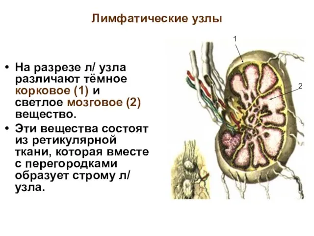 Лимфатические узлы На разрезе л/ узла различают тёмное корковое (1) и светлое