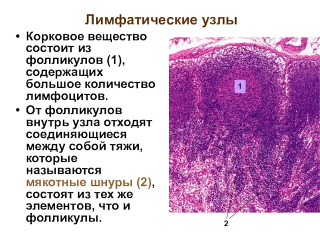 Лимфатические узлы Корковое вещество состоит из фолликулов (1), содержащих большое количество лимфоцитов.