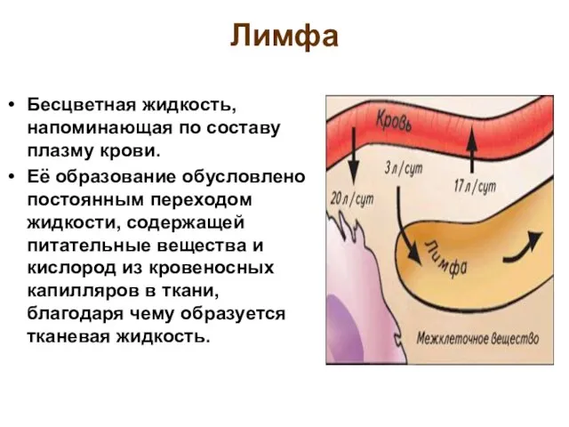 Лимфа Бесцветная жидкость, напоминающая по составу плазму крови. Её образование обусловлено постоянным