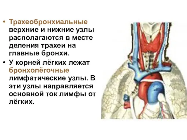 Трахеобронхиальные верхние и нижние узлы располагаются в месте деления трахеи на главные