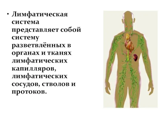 Лимфатическая система представляет собой систему разветвлённых в органах и тканях лимфатических капилляров,