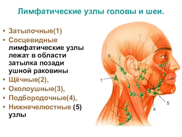 Лимфатические узлы головы и шеи. Затылочные(1) Сосцевидные лимфатические узлы лежат в области