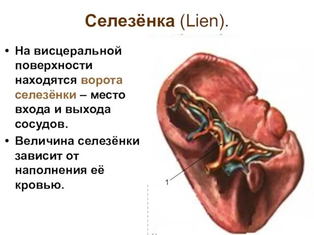 Селезёнка (Lien). На висцеральной поверхности находятся ворота селезёнки – место входа и