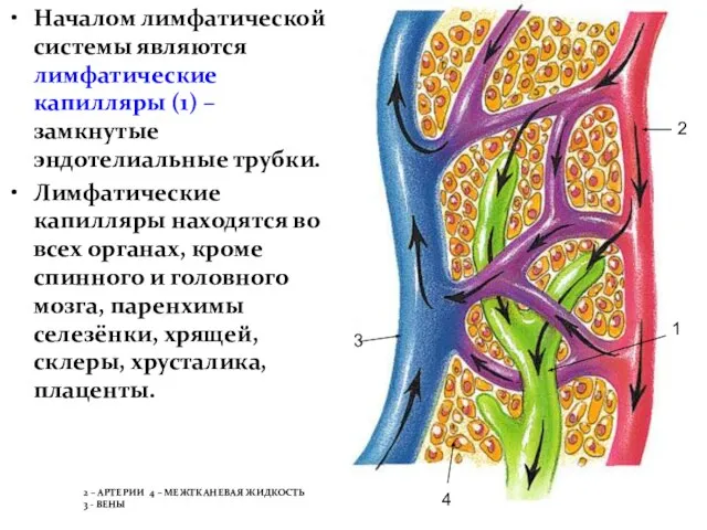 Началом лимфатической системы являются лимфатические капилляры (1) – замкнутые эндотелиальные трубки. Лимфатические