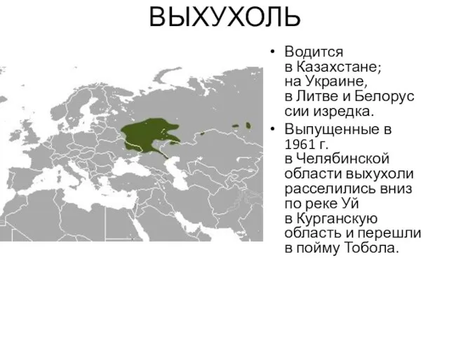 ВЫХУХОЛЬ Водится в Казахстане; на Украине, в Литве и Белоруссии изредка. Выпущенные