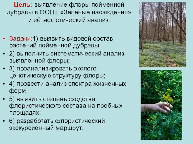 Цель: выявление флоры пойменной дубравы в ООПТ «Зелёные насаждения» и её экологический