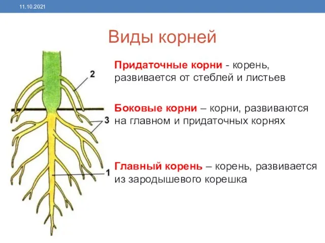 Виды корней Придаточные корни - корень, развивается от стеблей и листьев Боковые