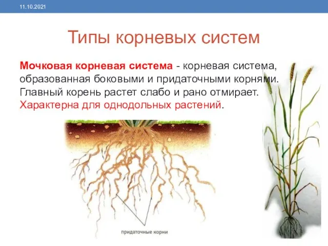 Типы корневых систем Мочковая корневая система - корневая система, образованная боковыми и