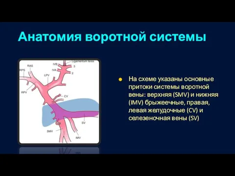 Анатомия воротной системы На схеме указаны основные притоки системы воротной вены: верхняя