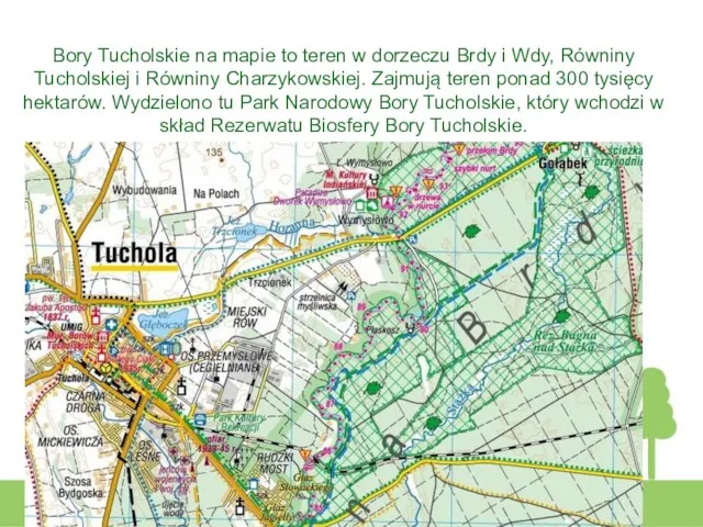Bory Tucholskie na mapie to teren w dorzeczu Brdy i Wdy, Równiny