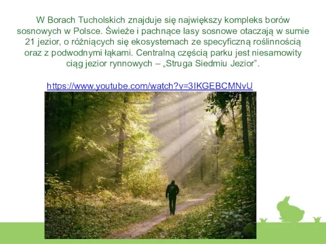 W Borach Tucholskich znajduje się największy kompleks borów sosnowych w Polsce. Świeże