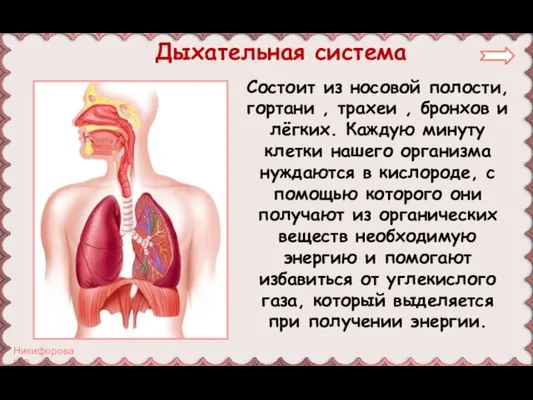 Состоит из носовой полости, гортани , трахеи , бронхов и лёгких. Каждую