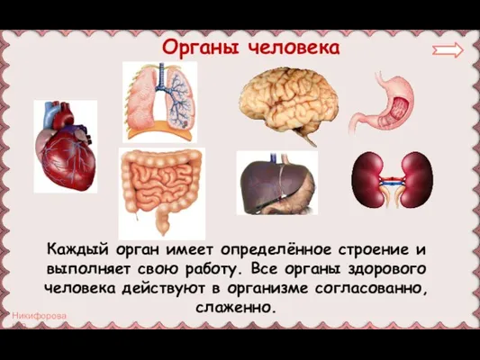 Каждый орган имеет определённое строение и выполняет свою работу. Все органы здорового