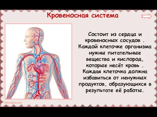 Состоит из сердца и кровеносных сосудов . Каждой клеточке организма нужны питательные